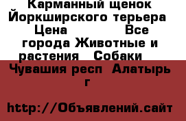 Карманный щенок Йоркширского терьера › Цена ­ 30 000 - Все города Животные и растения » Собаки   . Чувашия респ.,Алатырь г.